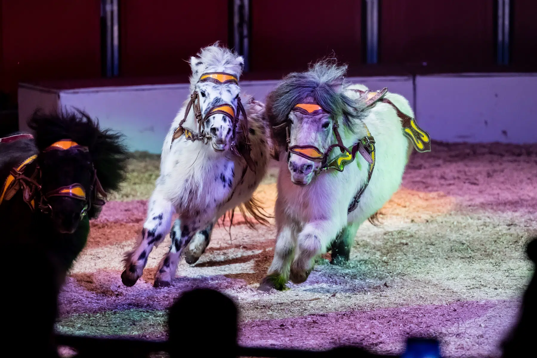 20231221_Wiesbadener_Weihnachtscircus_005 20231221_Wiesbadener_Weihnachtscircus_005