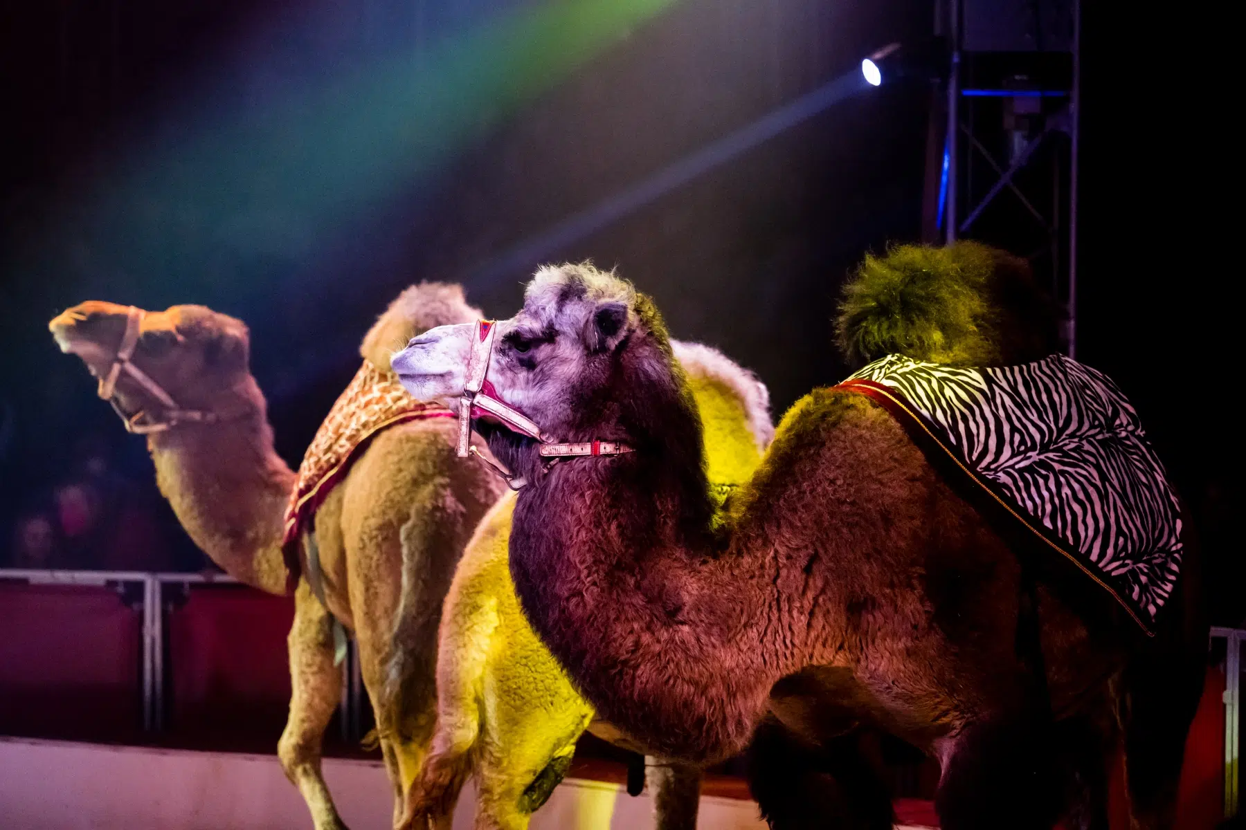 20231221_Wiesbadener_Weihnachtscircus_013 20231221_Wiesbadener_Weihnachtscircus_013