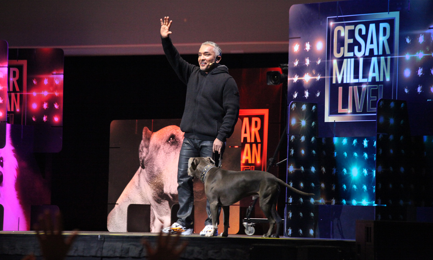 Cesar Millan am 28. September 2014 bei „Leader of the Pack“ in der SAP Arena Mannheim